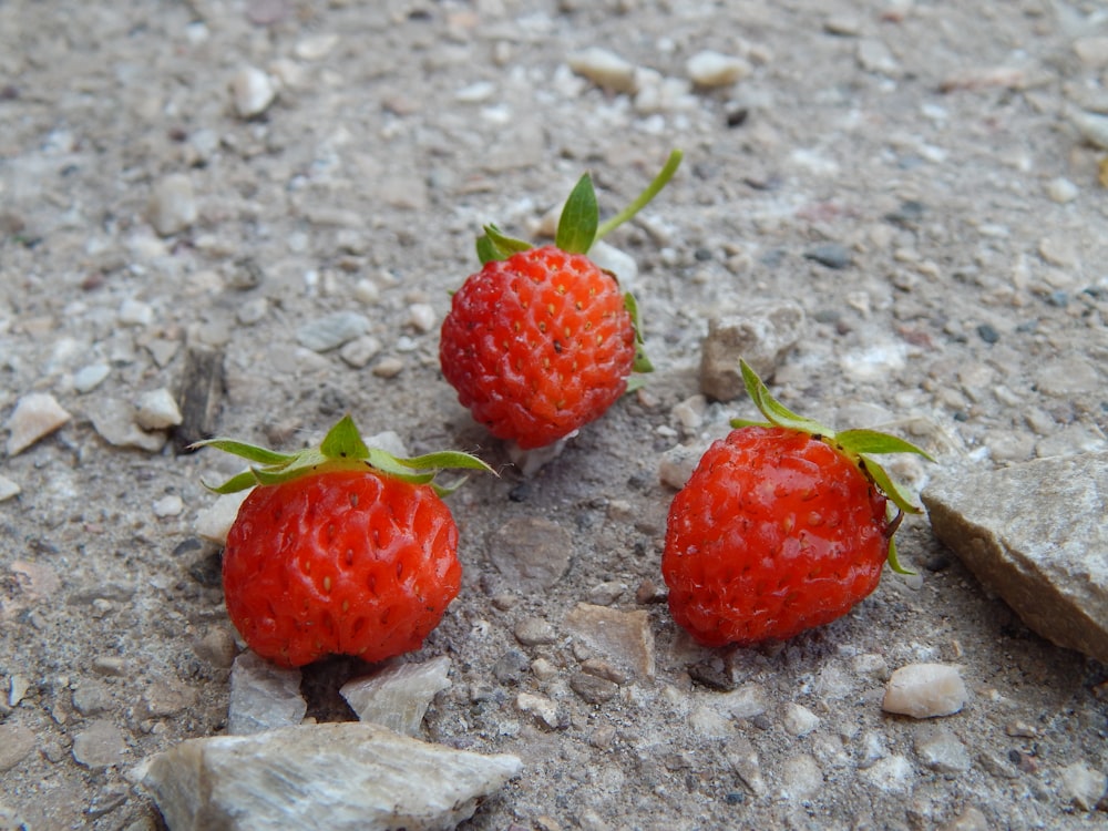 a group of strawberries on a rocky surface