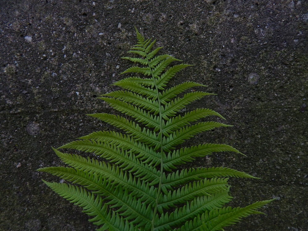 a close-up of a plant