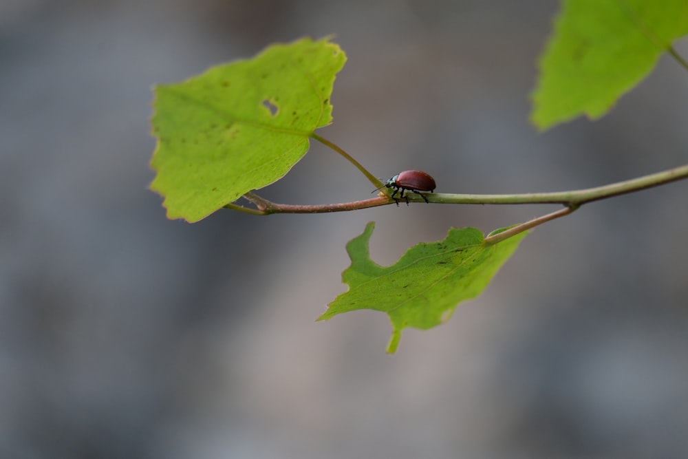 a ladybug on a leaf