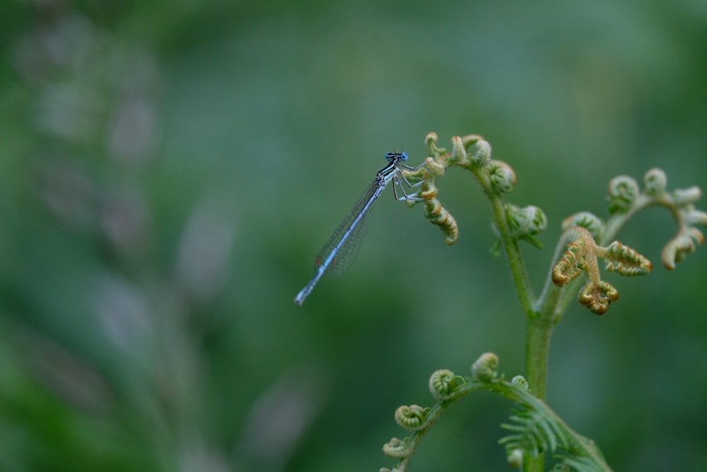 a dragonfly on a flower