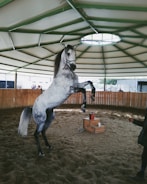 A gray horse is rearing up on its hind legs inside a covered arena. The arena has a circular design with a wooden fence enclosing the sandy floor. A small wooden platform with a red item on top is visible nearby. The roof is supported by green beams with a skylight in the center. A few people are partially visible in the background.