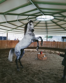 A gray horse is rearing up on its hind legs inside a covered arena. The arena has a circular design with a wooden fence enclosing the sandy floor. A small wooden platform with a red item on top is visible nearby. The roof is supported by green beams with a skylight in the center. A few people are partially visible in the background.