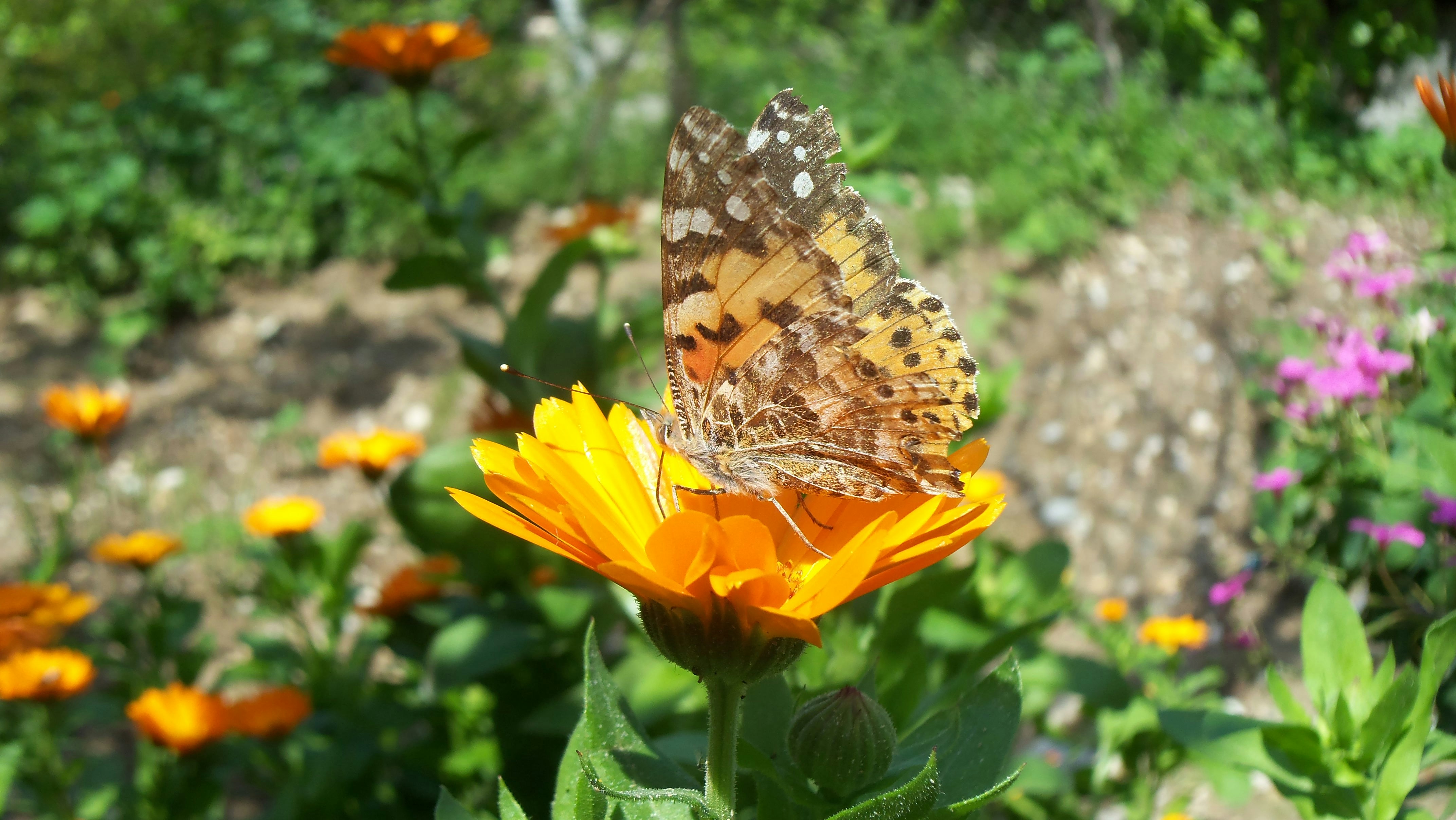 a butterfly on a flower