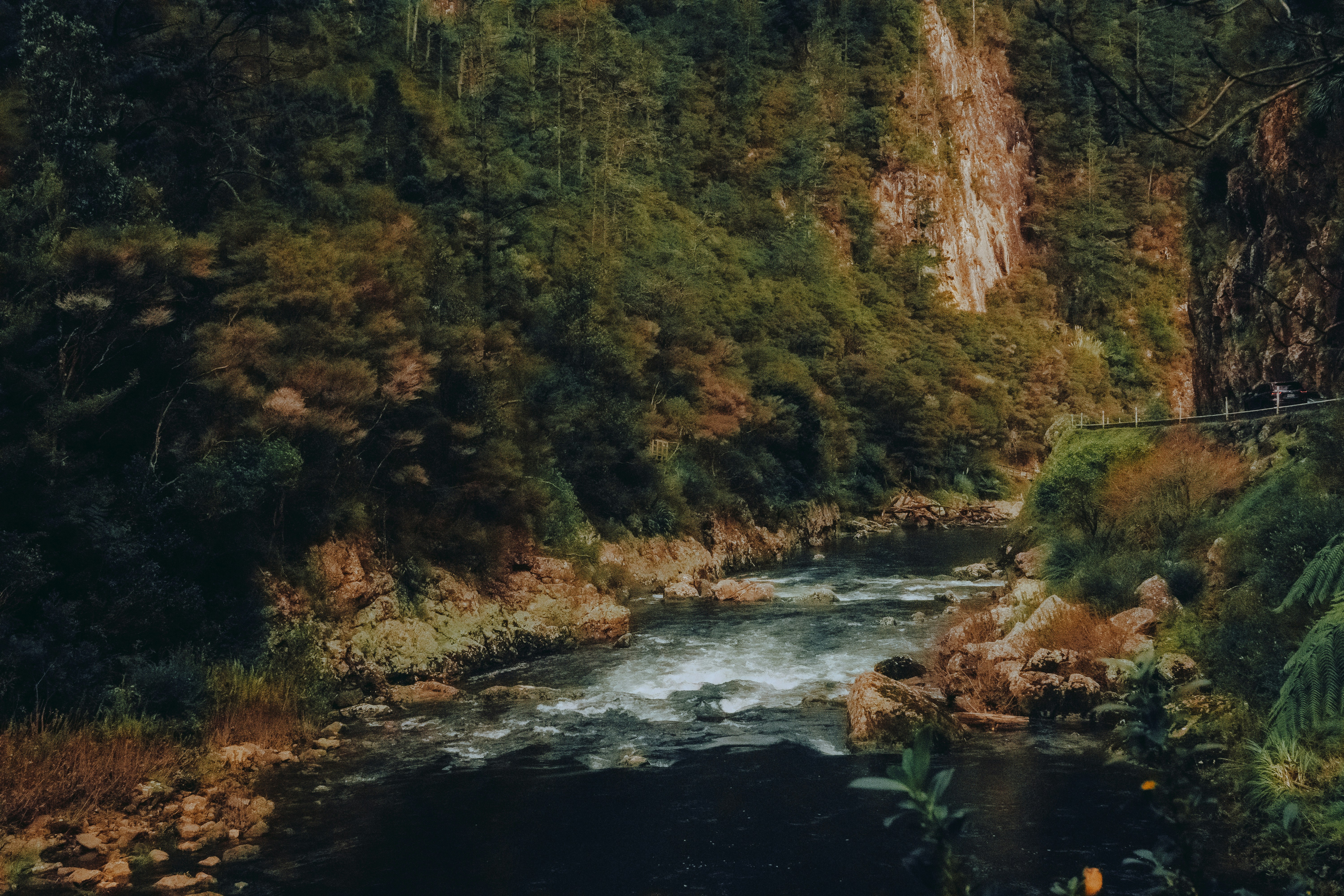 a river running through a forest