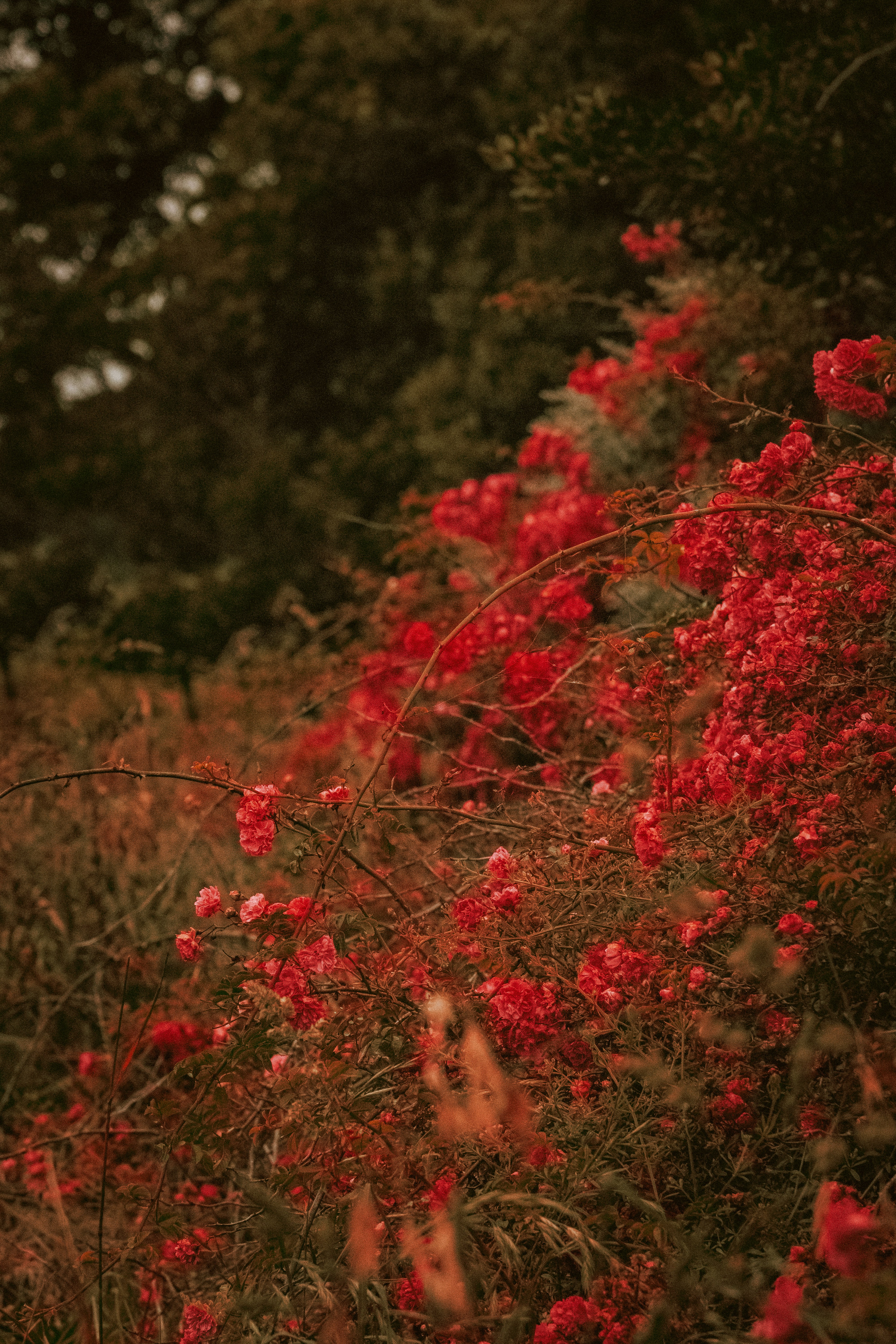 Photo by vivek_chandran