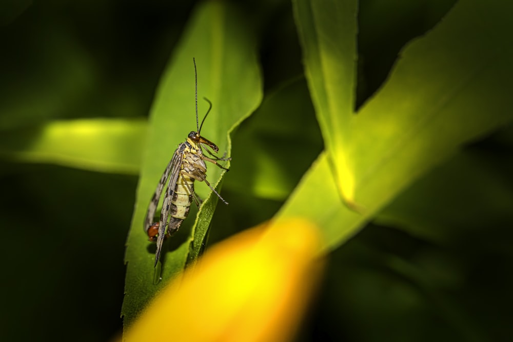 a bug on a leaf