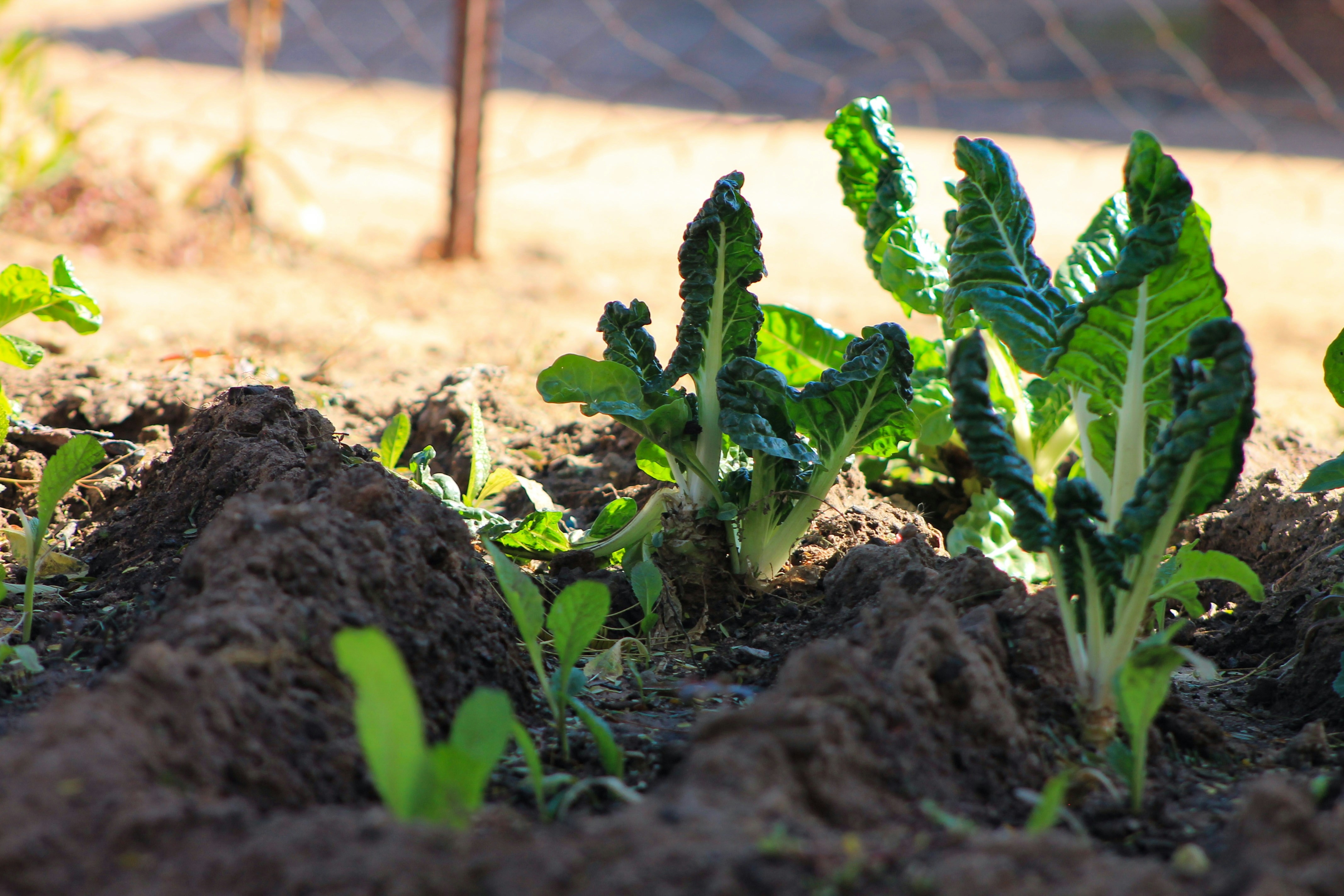 a close-up of some plants
