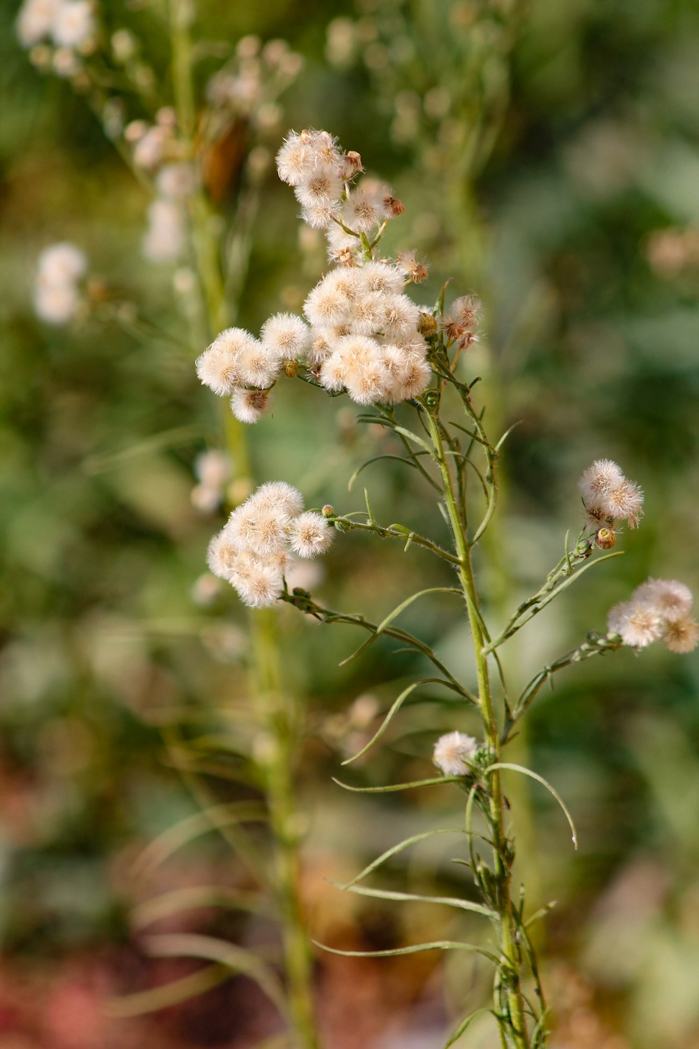 close up of a plant