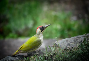 a bird sits on a rock