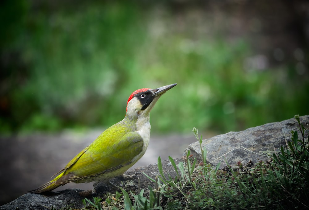 a bird sits on a rock