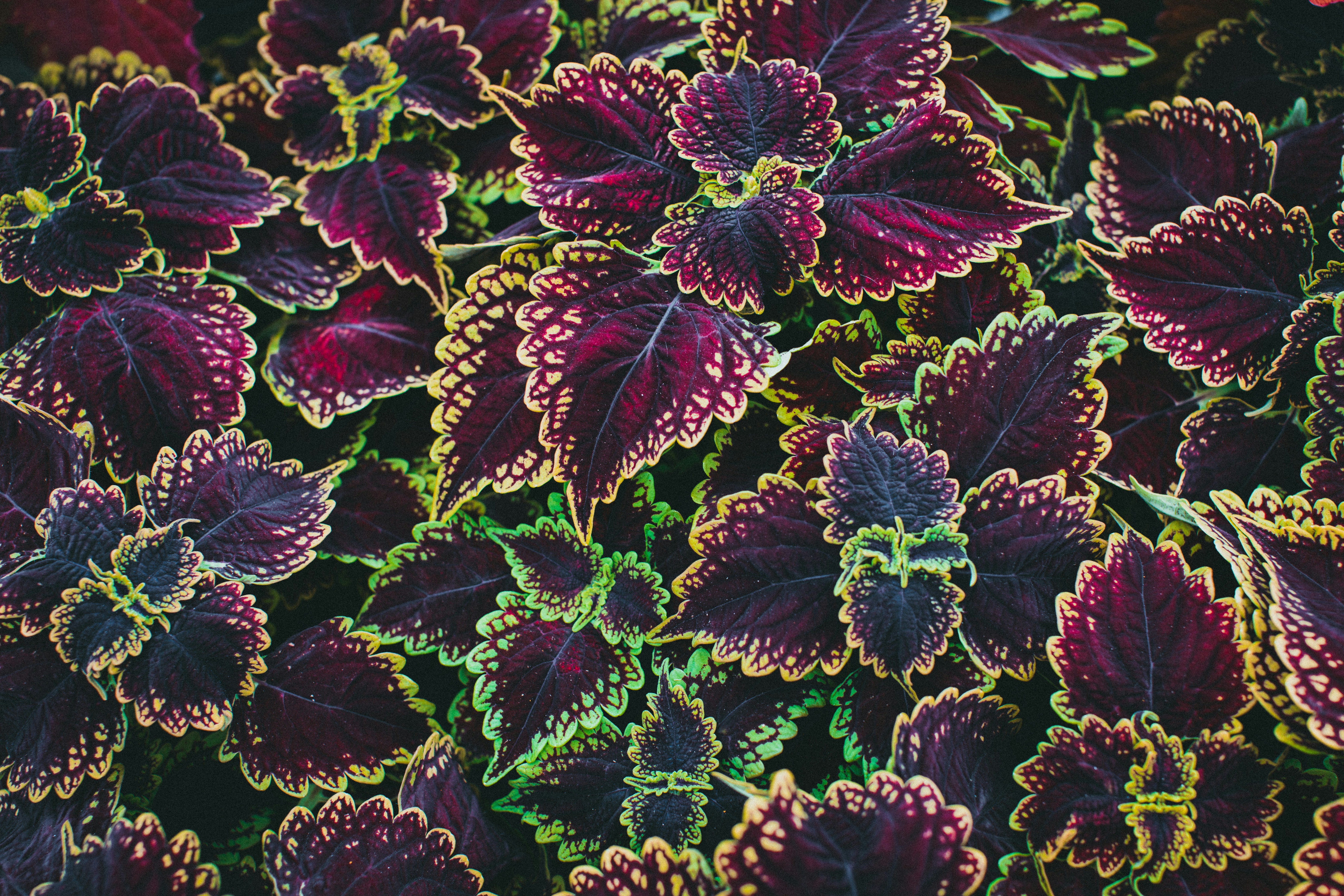 Photo by theshuttervision