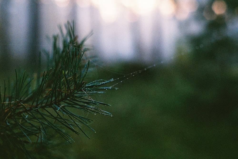 a close up of a pine tree