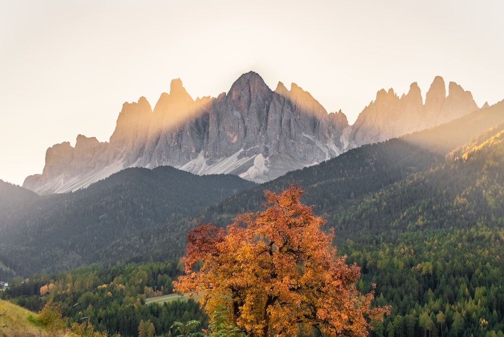 a mountain range with trees