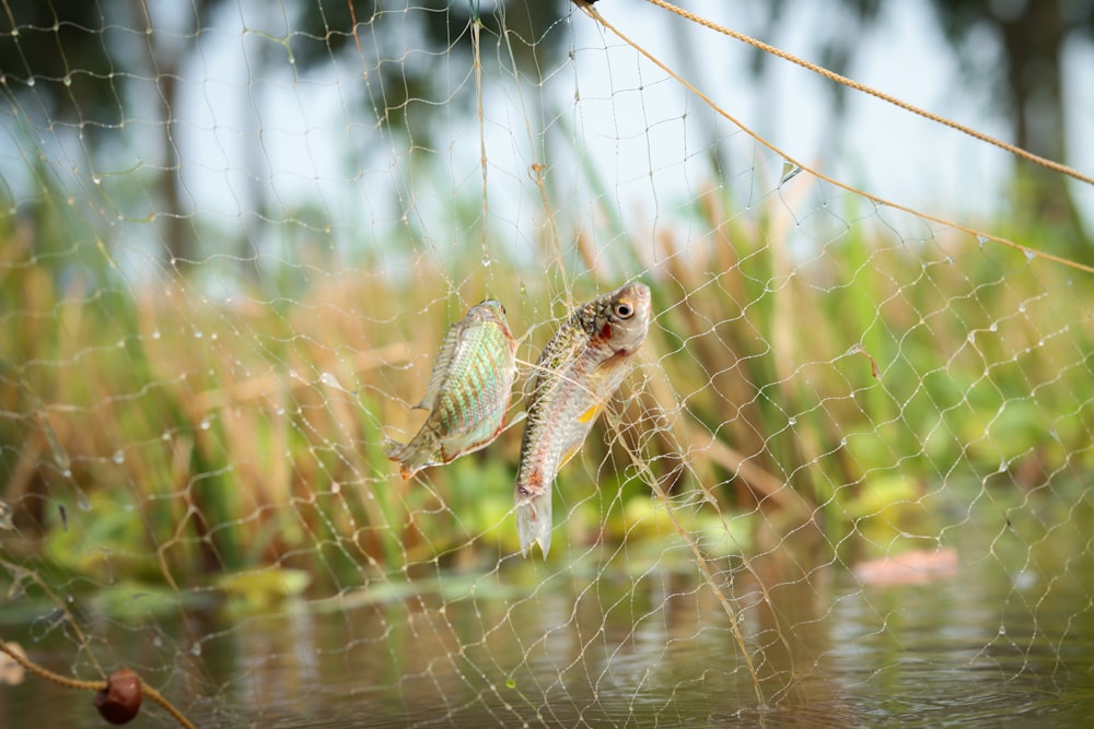 a lizard in the grass