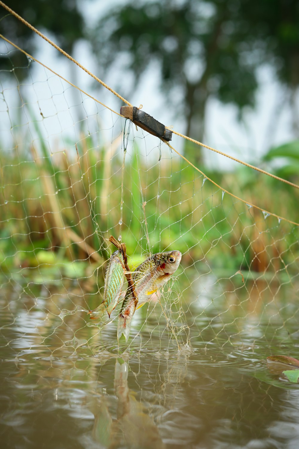 a frog on a branch in water