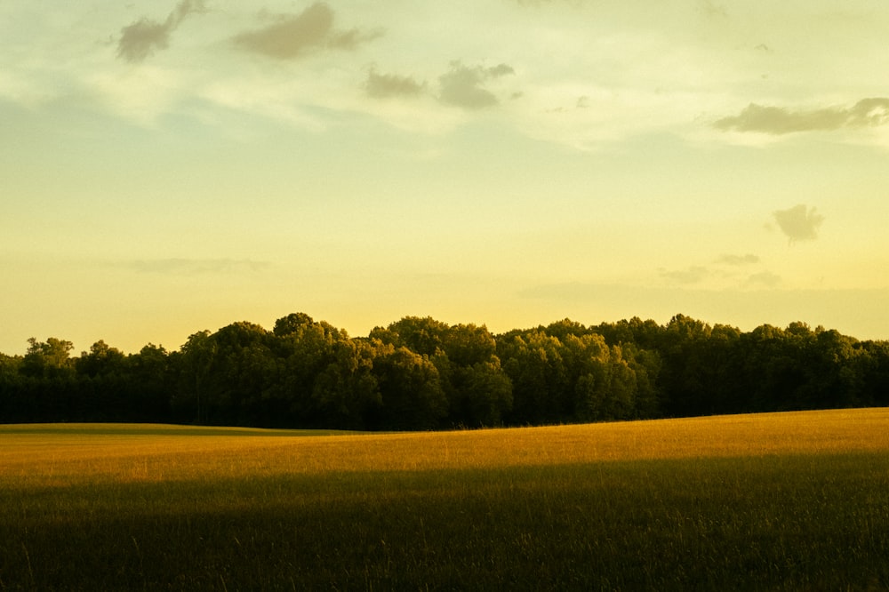 a large field with trees in the background