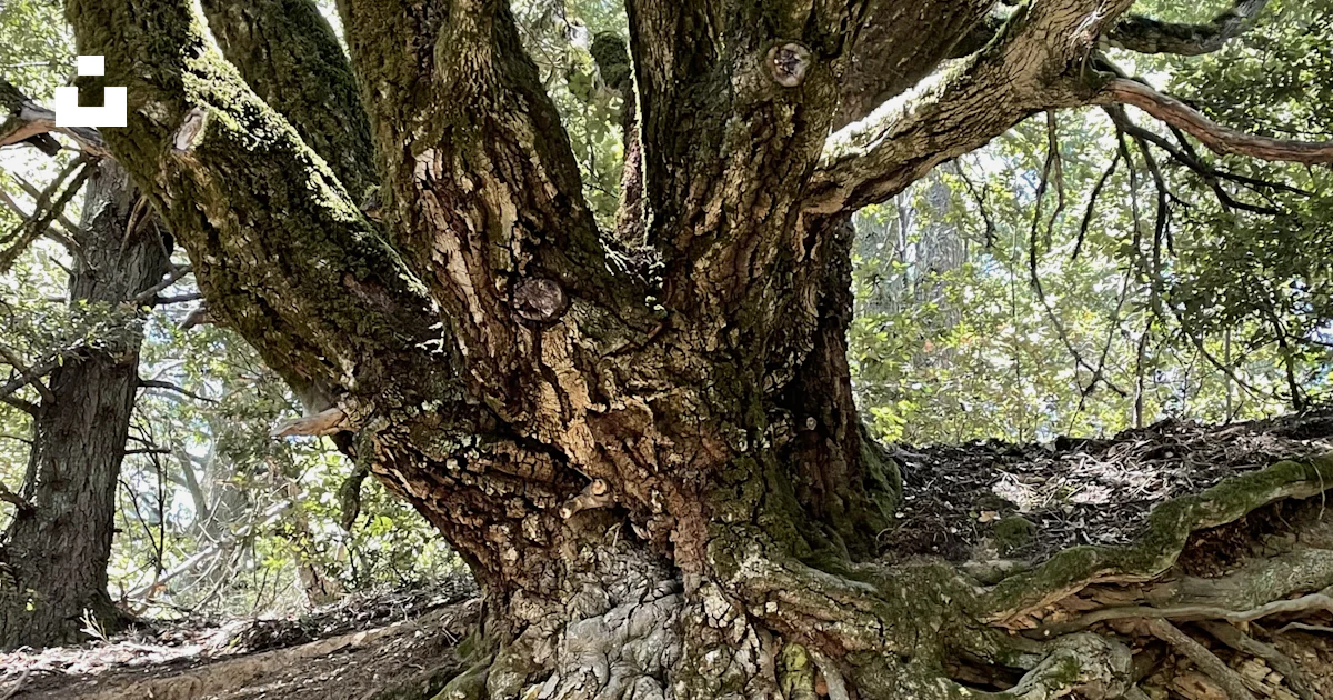 Foto Un árbol con muchas ramas – Imagen Planta gratis en Unsplash