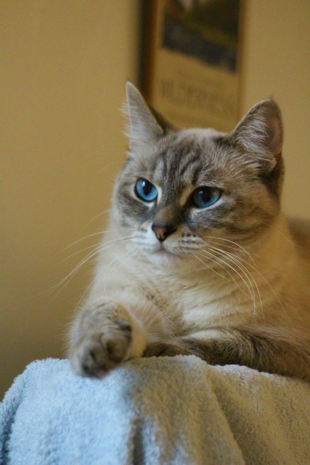 a cat lying on a blanket