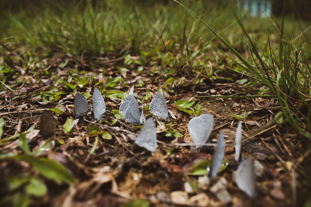 a group of mushrooms growing in the ground