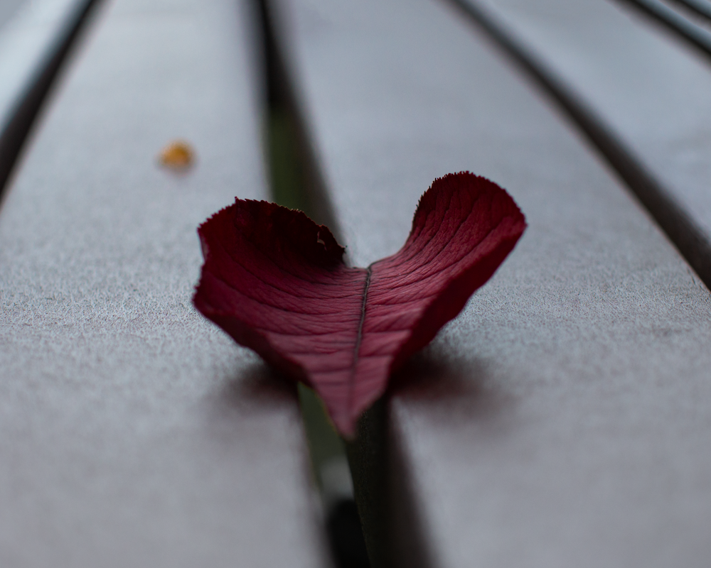 a red flower on a plant