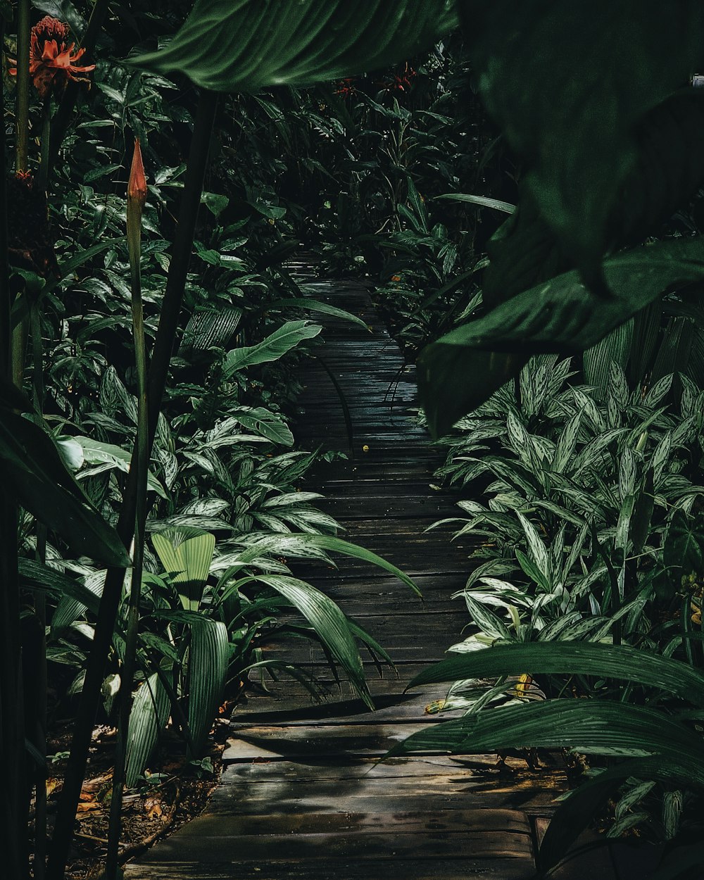 um caminho através de uma floresta