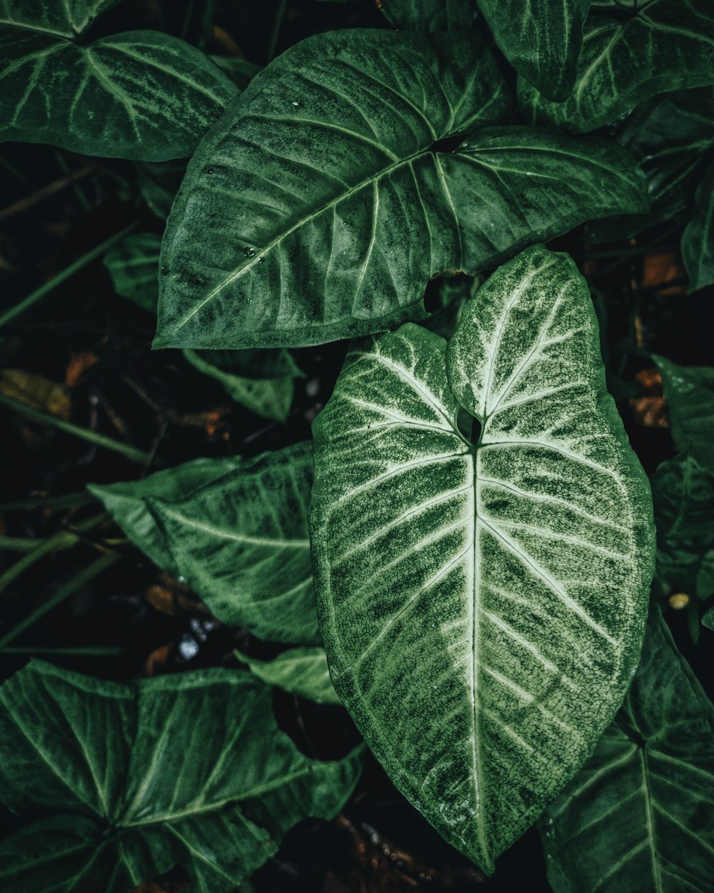 a large green leaf