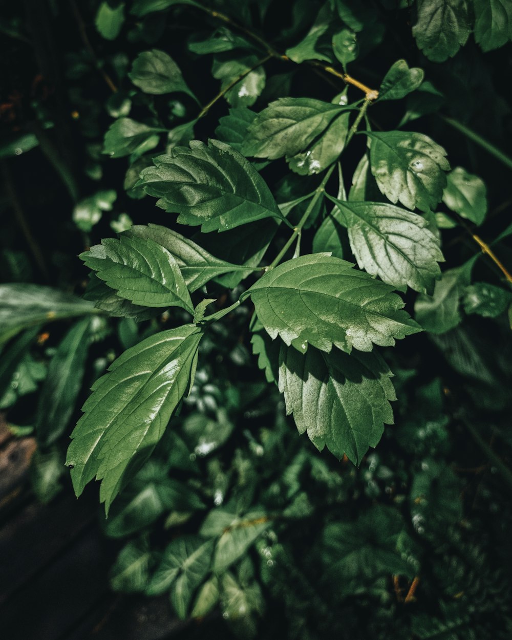 a close up of some leaves