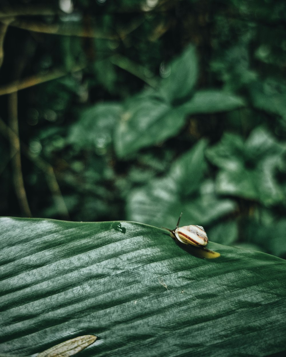 una mariquita en una hoja