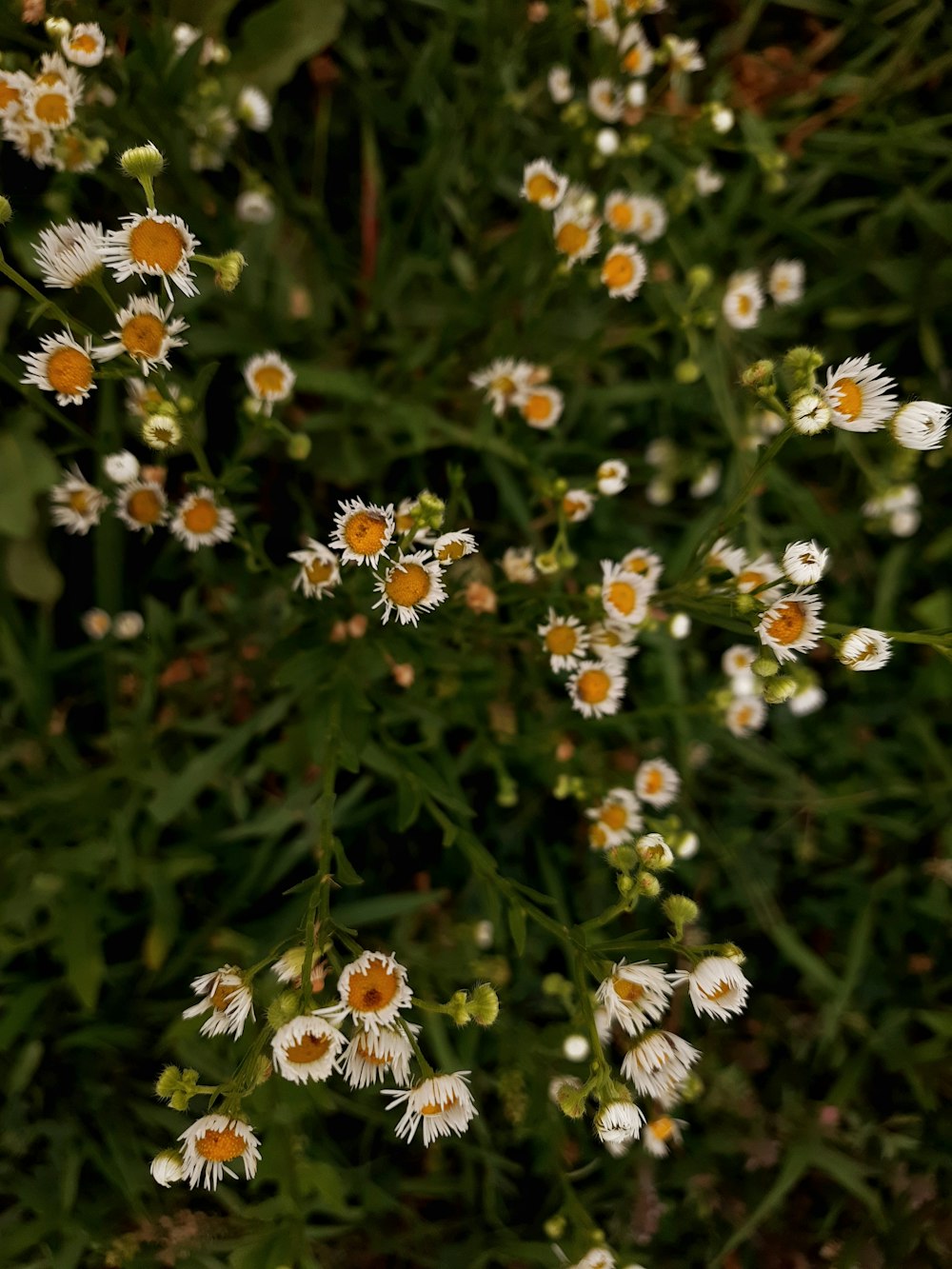 a group of white and orange flowers