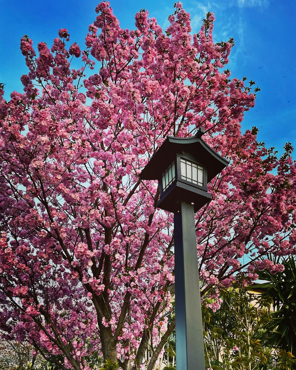 a lamp post with pink flowers on it