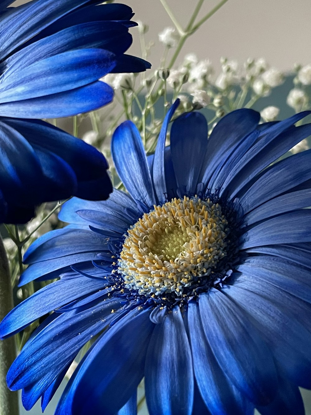 um close up de uma flor