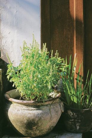 A verdant basil plant sits in a weathered, rustic pot, basking in sunlight. Next to it, a smaller pot contains grass-like plants. The backdrop includes a wooden door and a white stucco wall, creating a tranquil and homely atmosphere.