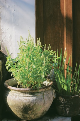 A verdant basil plant sits in a weathered, rustic pot, basking in sunlight. Next to it, a smaller pot contains grass-like plants. The backdrop includes a wooden door and a white stucco wall, creating a tranquil and homely atmosphere.