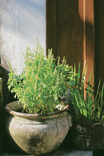 Basil on the Balcony: Care, Harvesting and Overwintering — practical guide overview