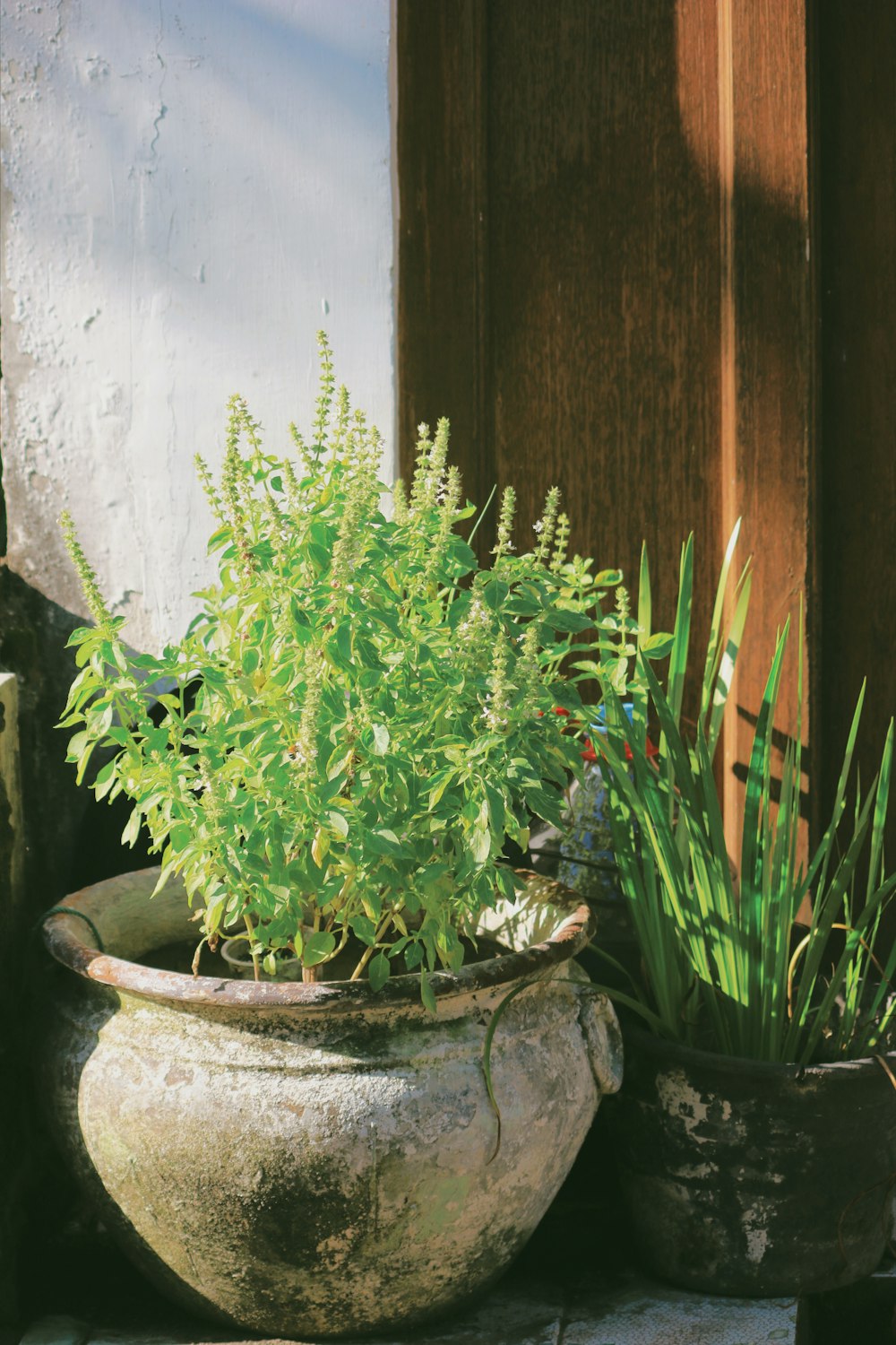 a couple of potted plants