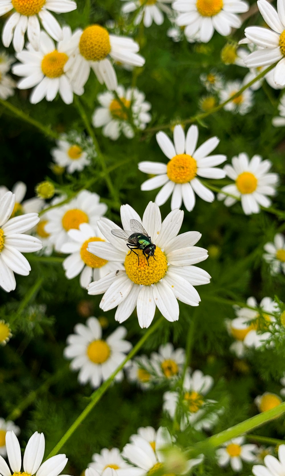 a butterfly on a flower