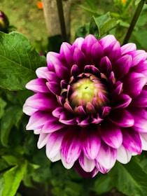 a group of purple flowers