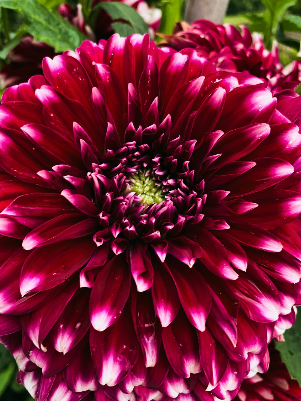 a close up of a flower