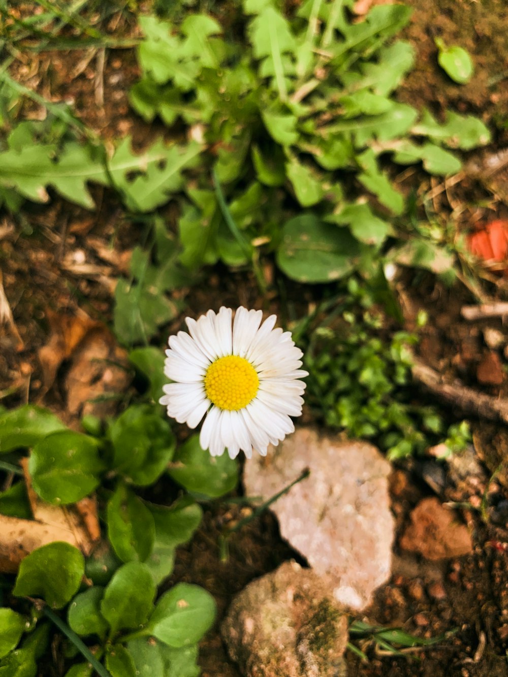 a white flower in the dirt