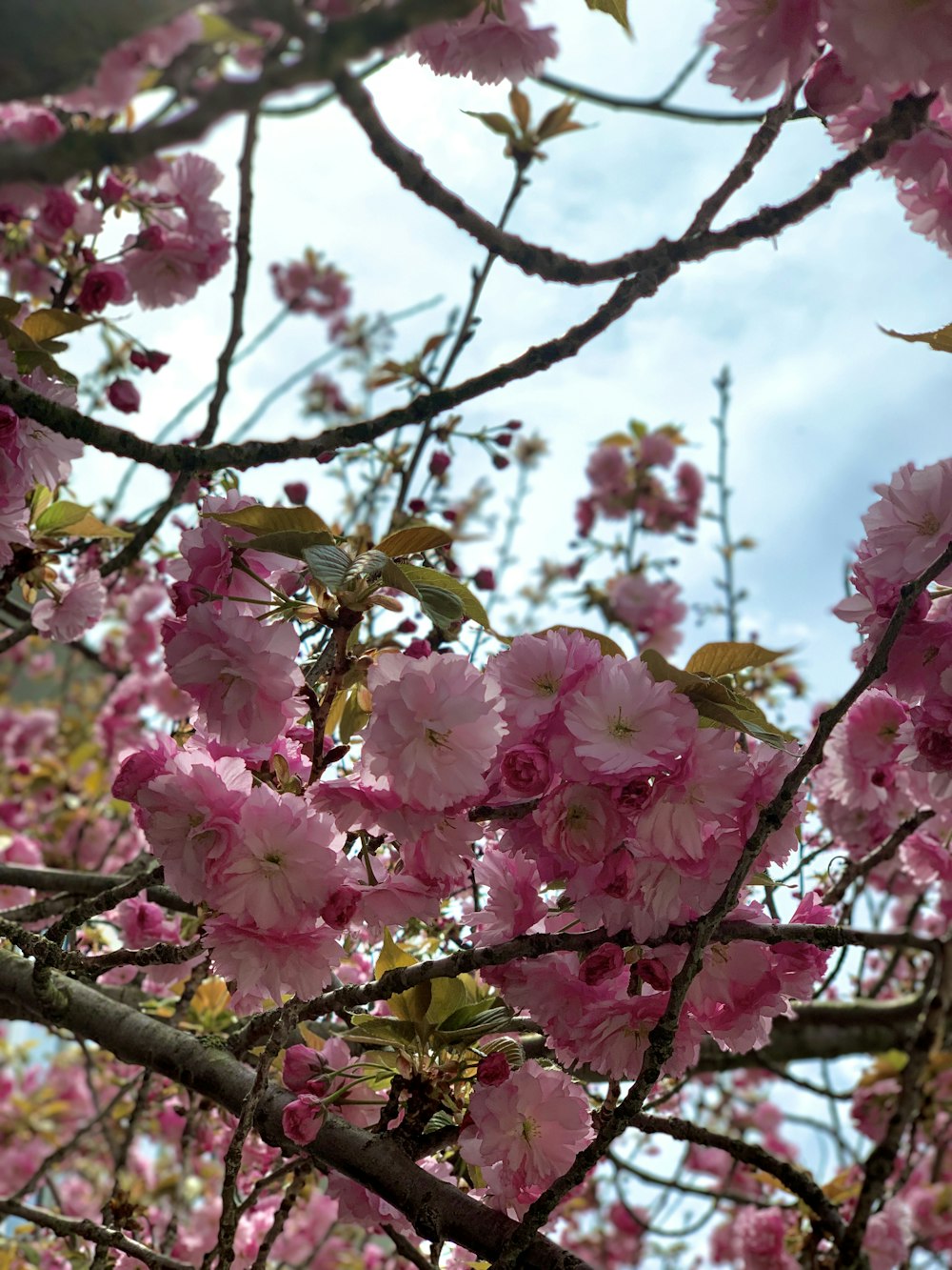 a tree with pink flowers