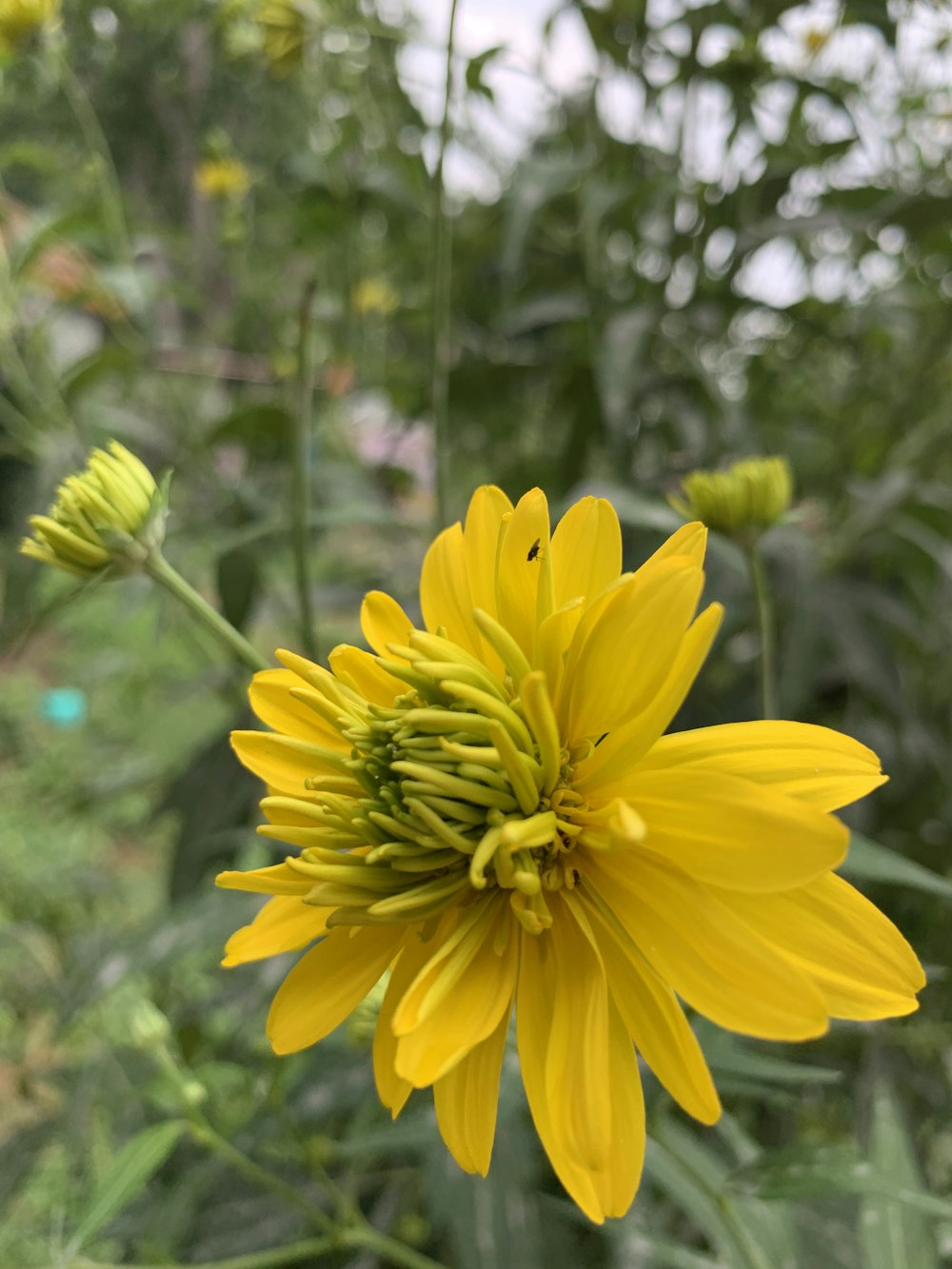 a yellow flower with green leaves