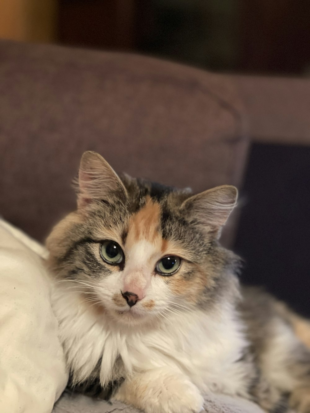 a cat lying on a couch