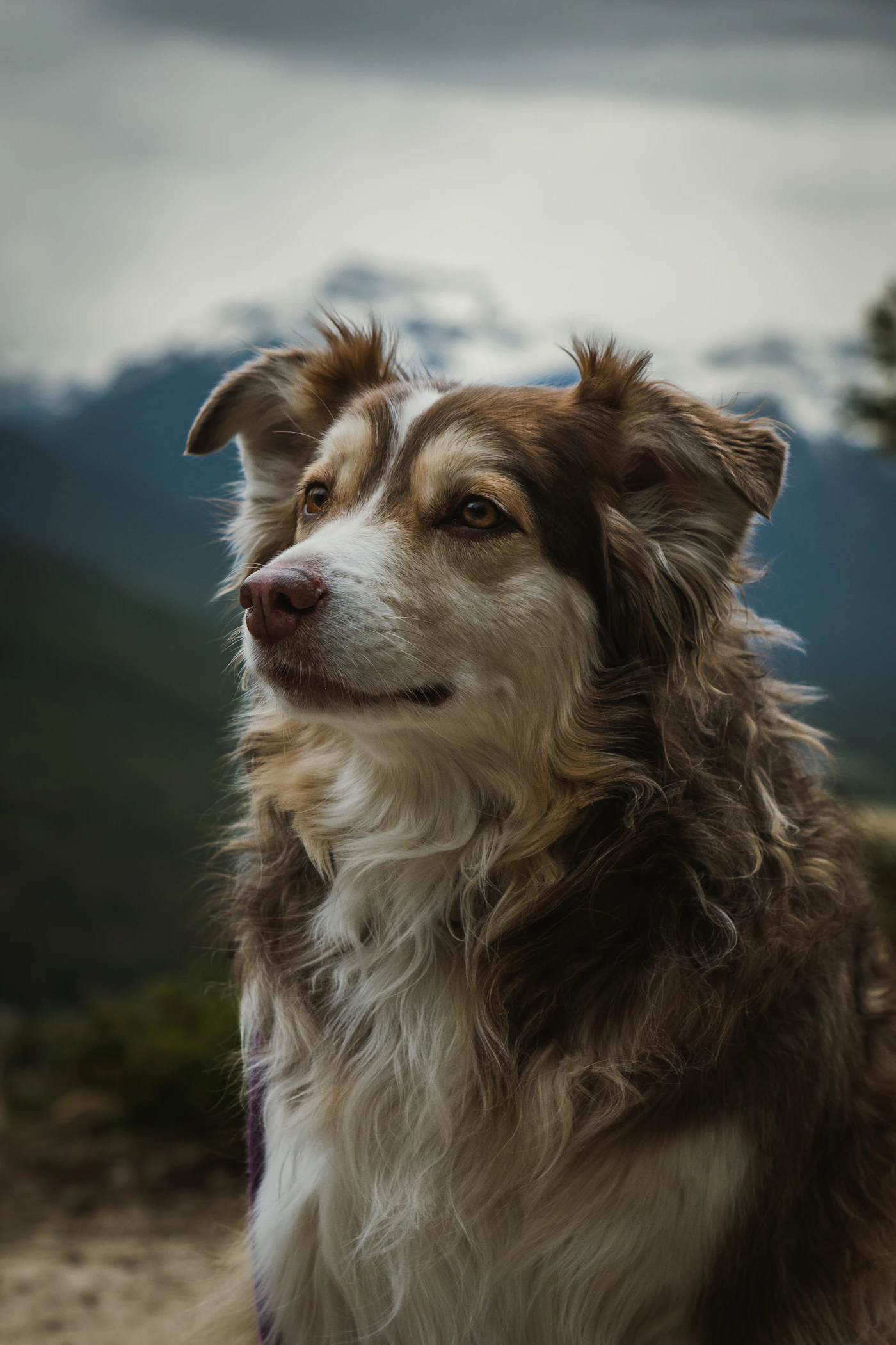 A calm brown and white border collie sitting outdoors before soft blue Canadian mountains