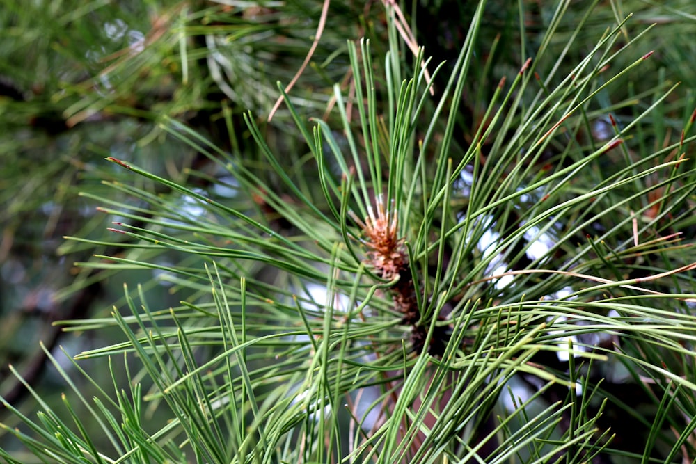 a spider in the grass