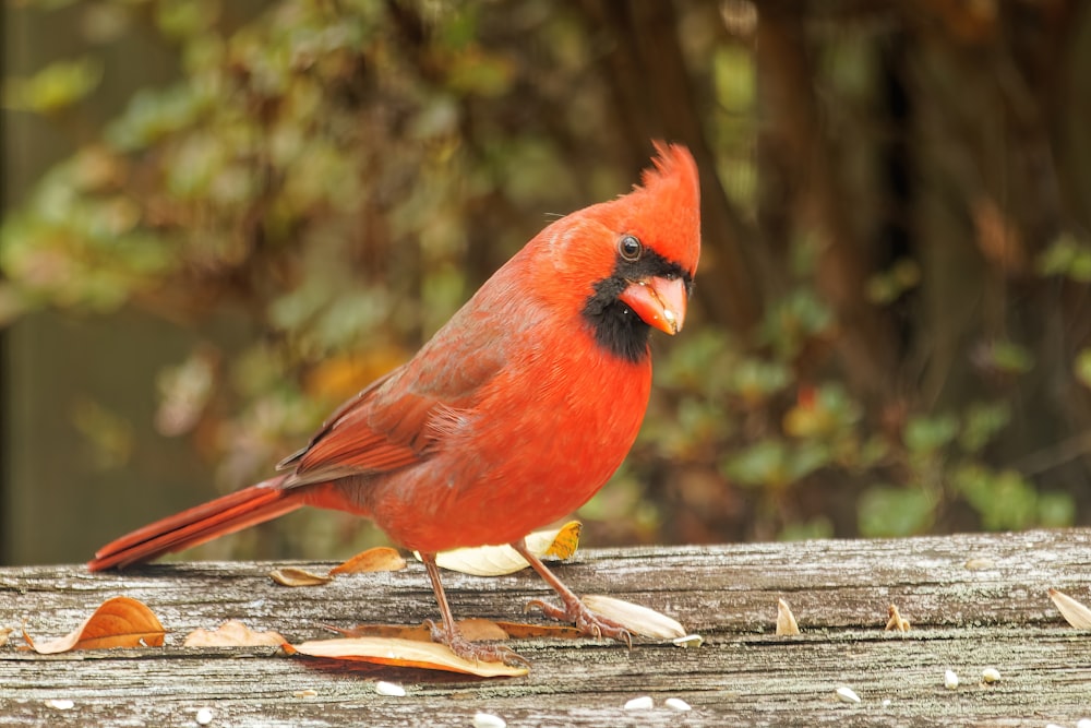 a bird standing on a wood surface