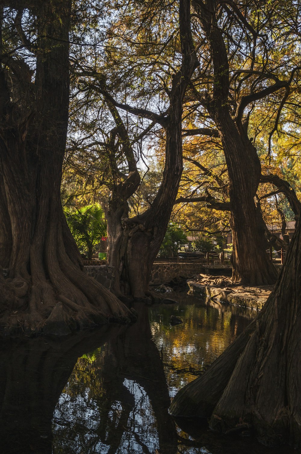 a group of trees next to a body of water