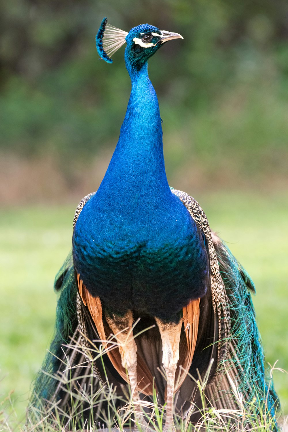 a peacock with a blue head