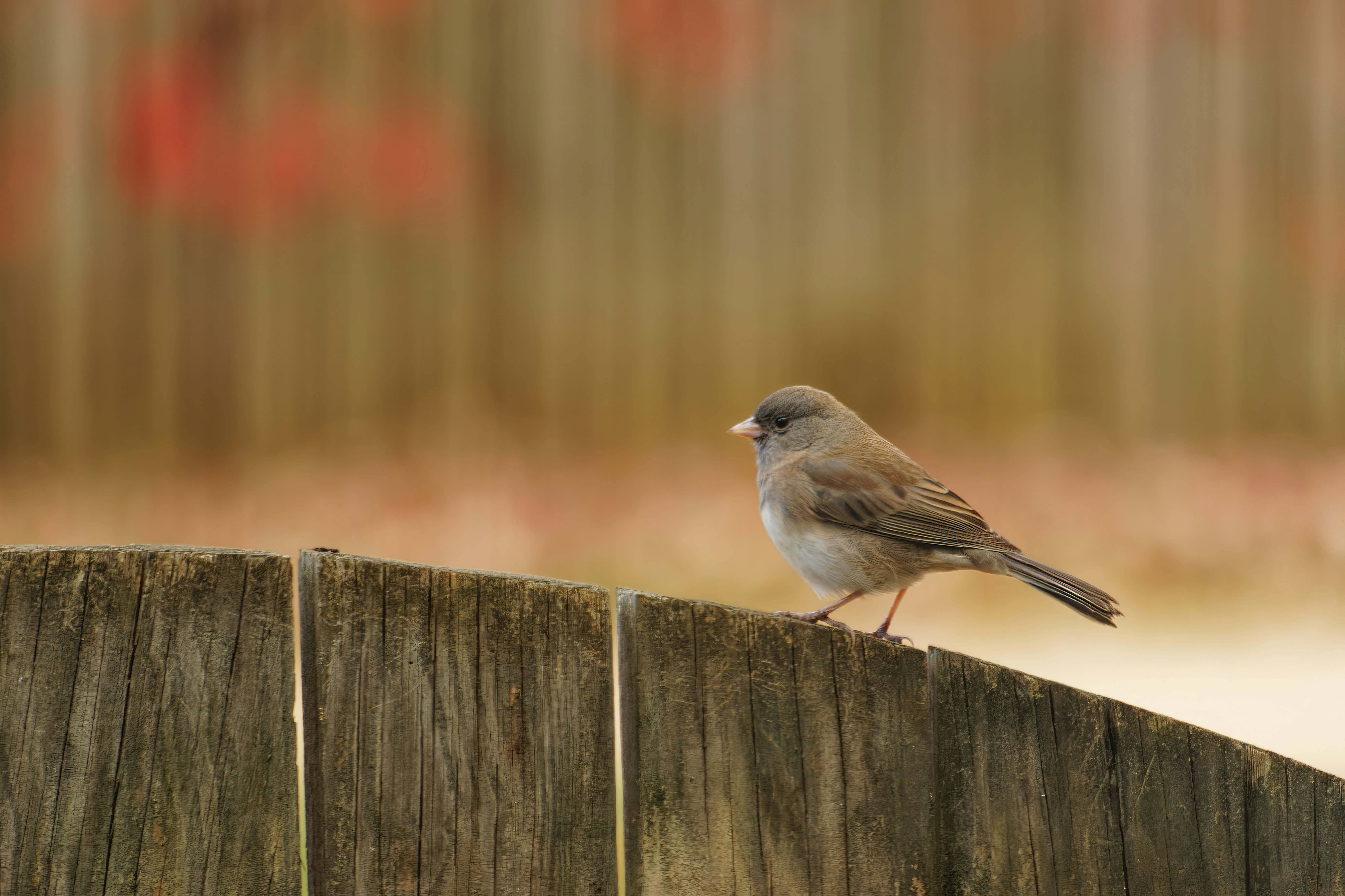 Photo by marshall21663