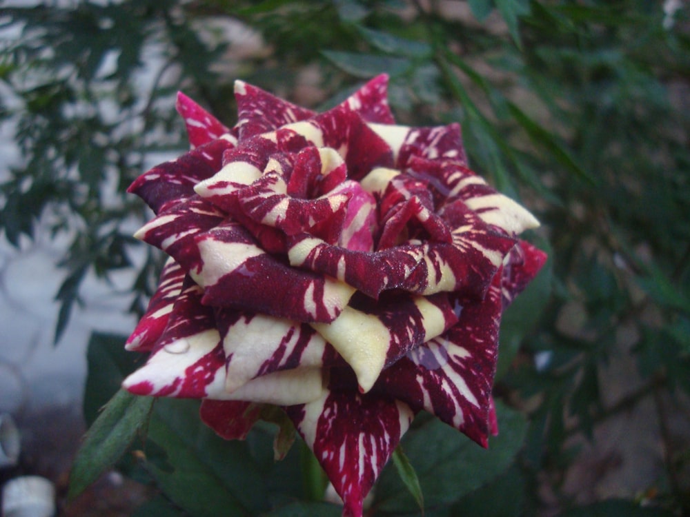 a close up of a flower