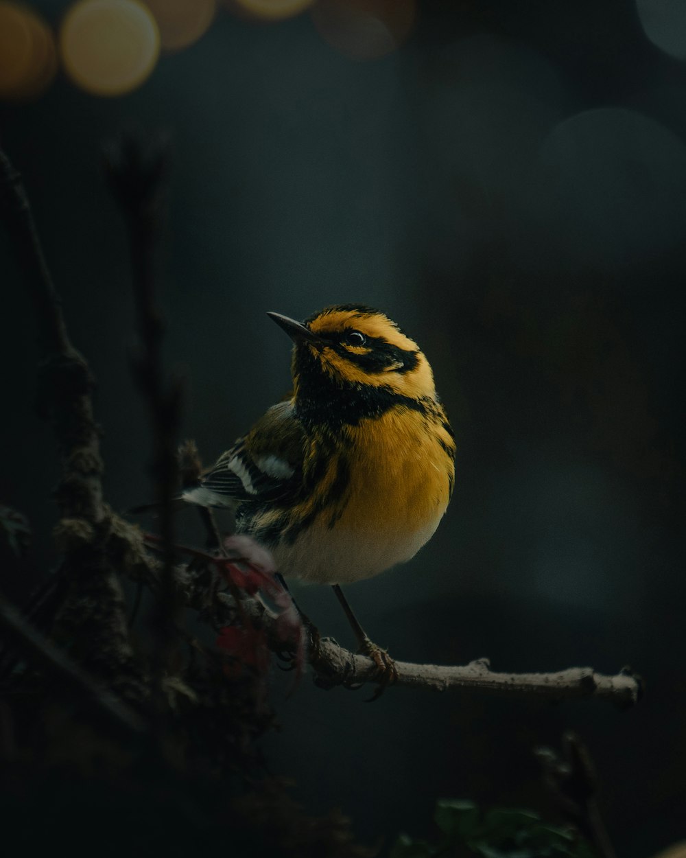 Un petit oiseau jaune sur une branche